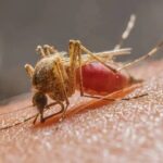 Bahia registra morte por malária após 6 anos sem notificação.