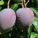 Projetos de irrigação da Codevasf no Norte da Bahia produziram, em 2024, mais de 2,2 milhões de toneladas de itens agrícolas