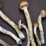 Composto de cogumelos mágicos pode trazer benefícios para pessoas com câncer e depressão grave, diz ensaio clínico