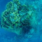 Estudo identifica zonas ameaçadas e sem proteção em Abrolhos; regulação pode colocar Brasil no topo da meta 30×30