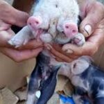 Porco nasce com duas cabeças em comunidade rural de Feira de Santana