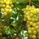 Pesquisa mapeia perfil do consumidor de frutas no Vale do São Francisco; veja como participar
