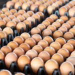 Bahia registra maior rebanho bovino e produção de ovos em 50 anos, diz IBGE