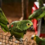 Justiça condena à prisão sete integrantes da maior rede de tráfico de aves do país