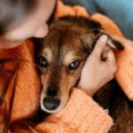 Bahia ocupa a 4ª colocação em número de inquéritos por maus-tratos contra animais, aponta Escavador