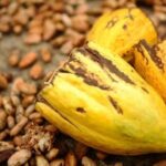 Deputado sugere Política Emergencial para conter queda nos preços do cacau na Bahia