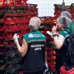 Infestação nojenta: Indústria de pães é interditada após invasão de baratas em mercadorias