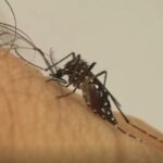 Brasil registra queda de 75% nos casos de dengue no início de 2026, aponta Ministério da Saúde