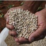 Clima irregular ameaça colheita de feijão na Bahia e liga alerta para alta de preços