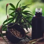 Canabidiol pode reverter efeitos do Alzheimer como a perda de memória, sugere estudo