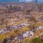 Desmatamento no Brasil cai para menos de 1 milhão de hectares em um ano