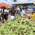 Cheiro de milho verde e forró no ar: Feira do Milho movimenta Camaçari a partir de 19 de junho