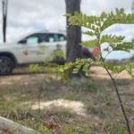 Limpec realiza vistoria no Cinturão Verde após ação de plantio