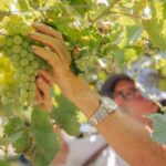 Vinícola brasileira projeta faturamento de R$ 350 milhões e aposta em uvas raras para impulsionar negócios
